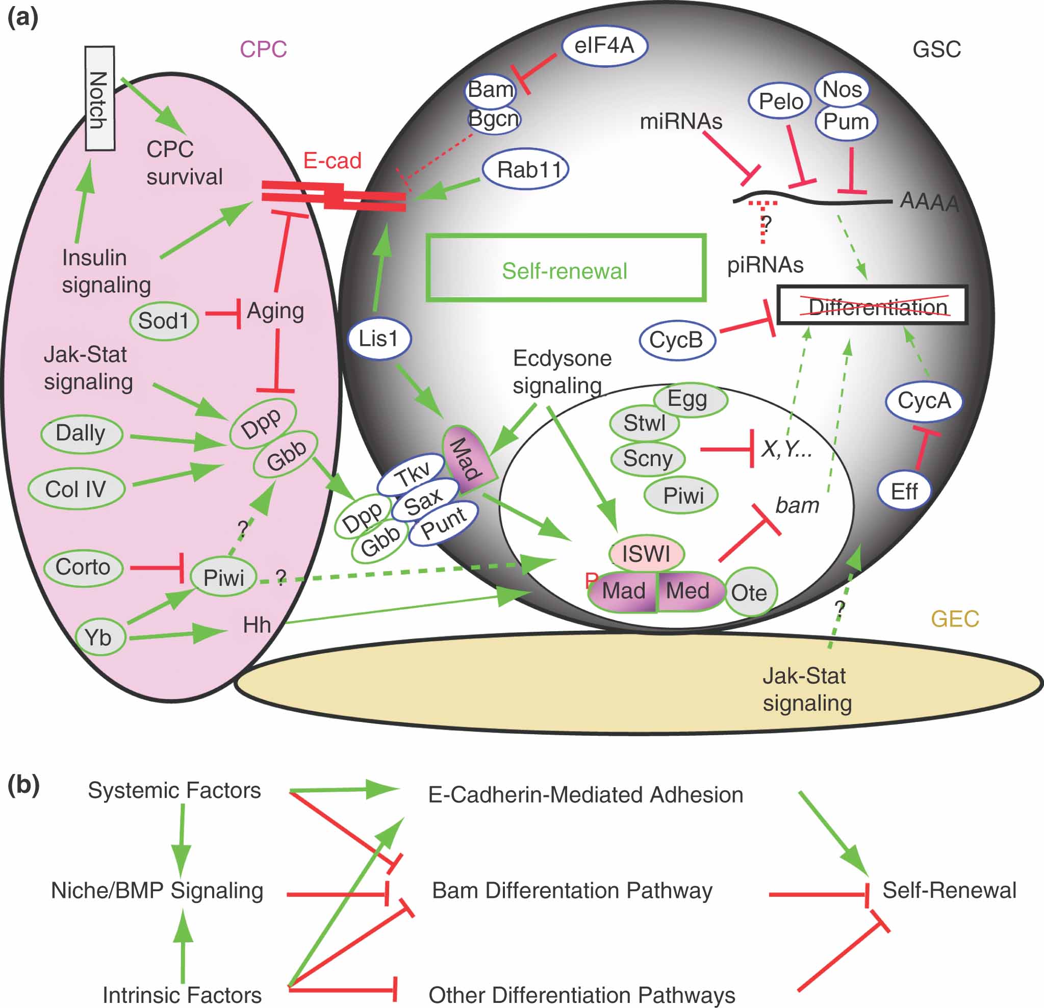 Intrinsic Factor Definition