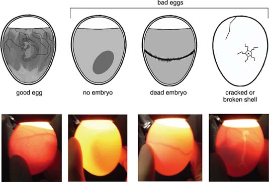 Duck Egg Candle Chart