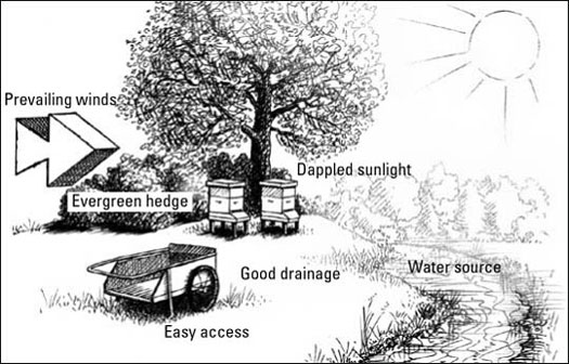 II. Factors to Consider for Beehive Placement