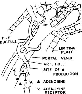 Hepatic Circulation Anatomy