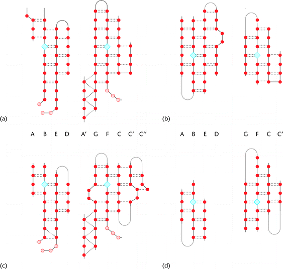 Immunoglobulin Fold