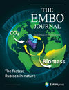 The EMBO Journal