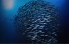 Journal of Geophysical Research: Oceans