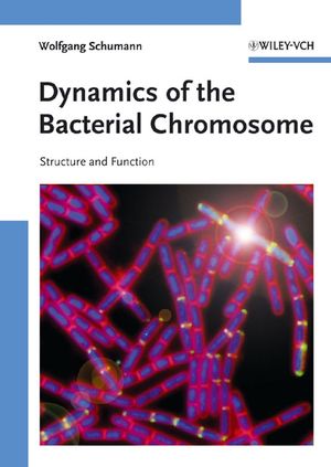 Dynamics of the Bacterial Chromosome: Structure and Function